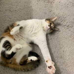 Meet your Posher, Posh